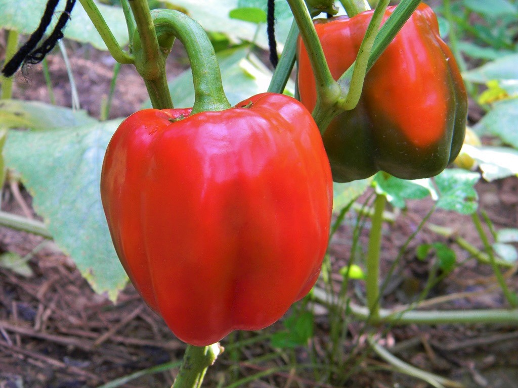 Understanding the Nuances of Growing Capsicum Baccatum for Pure Seed Saving